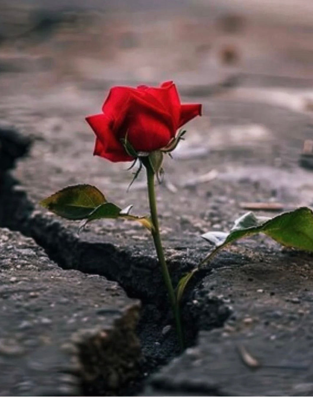 Comfort Is a Trap: Choose the Path That Builds You