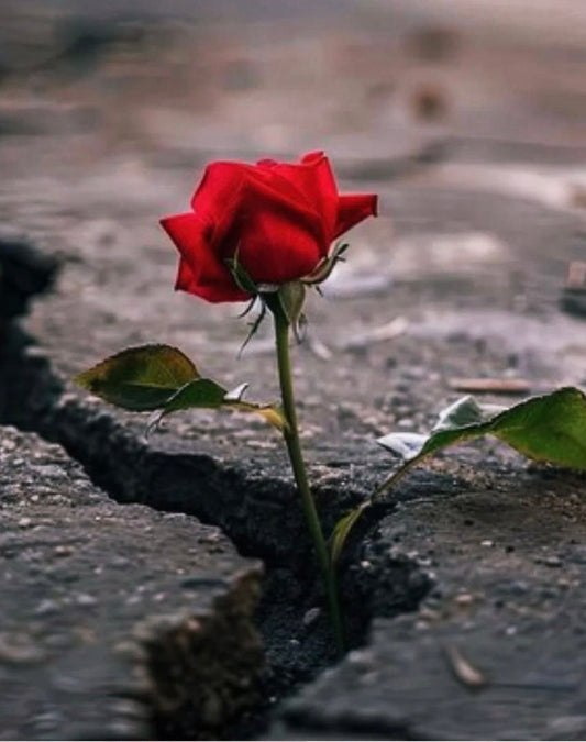 Comfort Is a Trap: Choose the Path That Builds You